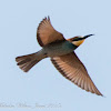 Bee-eater; Abejaruco