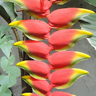 Heliconia   (Lobsterclaw)