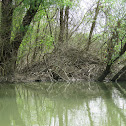 Eurasian beaver