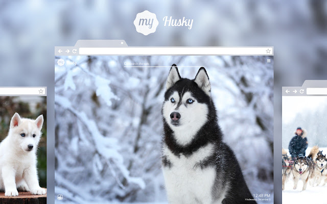 My Husky Cute Dog Puppy Hd Wallpapers