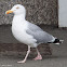 Herring Gull