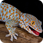 Cover Image of Unduh Gecko Sounds 1.5 APK