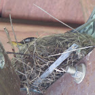 American Robin