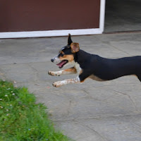 SuperDog di 