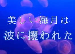 美しい海月は波に攫われた