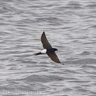 House Martin