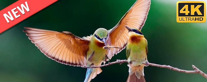 Exotic Birds HD Wallpapers New Tab Theme marquee promo image