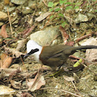 White-crested Laughingthrush