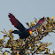 Ross' Turaco