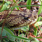 Central American Rattlesnake (Cascabel)