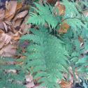 Wood fern