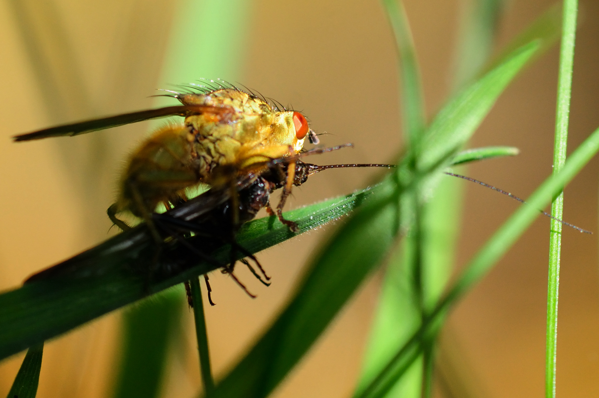 Yellow Dung Fly; Mosca Amarilla del Estiércol