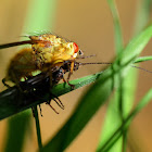 Yellow Dung Fly; Mosca Amarilla del Estiércol