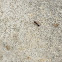 Carpenter ant