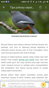 Kicau Burung Poksay - náhled