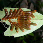 Ruby-spotted Swallowtail