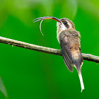 Ermitaño colilargo (Long-billed hermit)