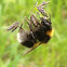 White-tailed bumblebee