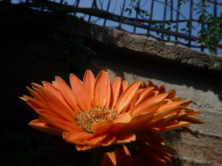 Gerbera solare di giankydrago