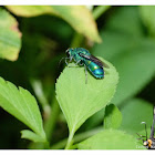 Cuckoo Wasp 青蜂