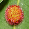 Hedgehog Gall Wasp Gall