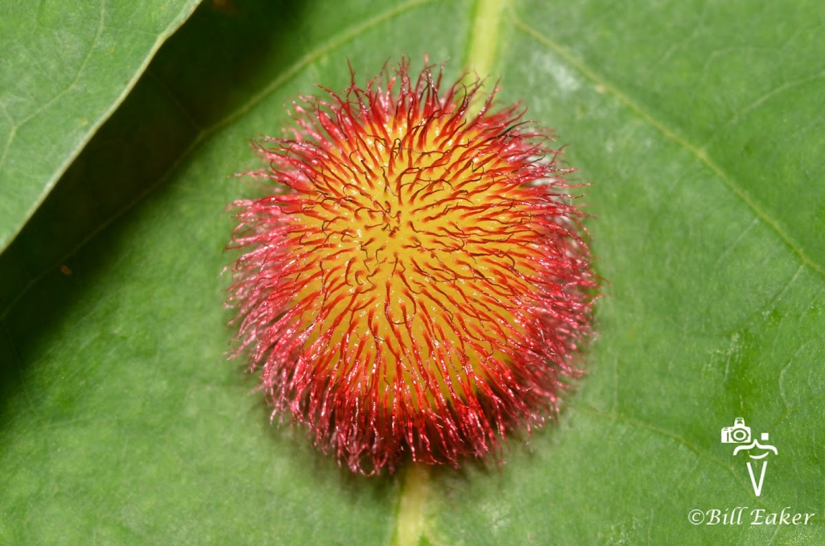 Hedgehog Gall Wasp Gall