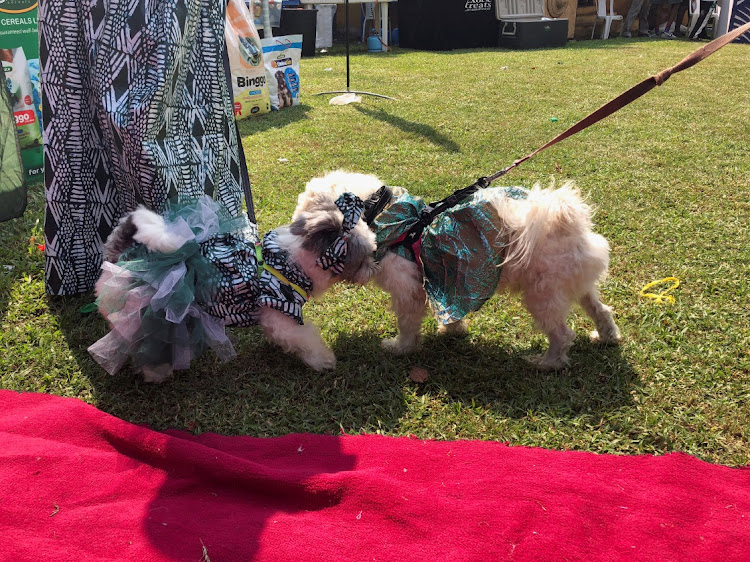 Two dogs dressed in Nigeria's traditional outfit interact with each other during the annual Lagos Dog Carnival, with the theme "Wazobia", in Lagos, Nigeria December 9, 2023.