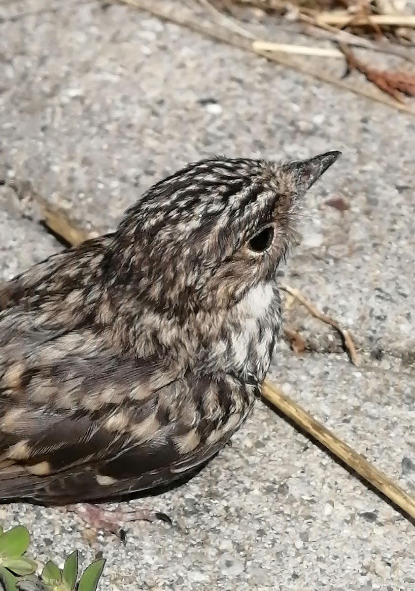 Spotted Flycatcher, Grauschnäpper