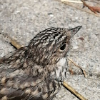 Spotted Flycatcher, Grauschnäpper