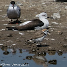 Kentish Plover; Chorlitejo Patinegro