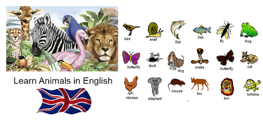 Learn Animals Names in English Pictures Words Quiz - Apps on Google Play