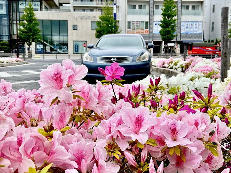 スカイラインのV36スカイライン・ツツジコラボ・ドライブ・🌺コラボ・V36に関するカスタム事例の投稿画像2枚目