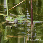 Water Frog