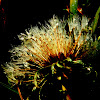 Dandelion (seeds)