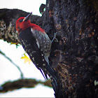 Red-Breasted Sapsucker