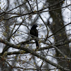 Common Grackle