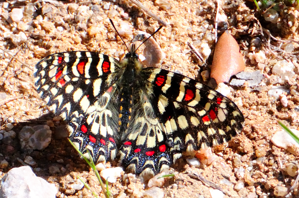 Spanish Festoon; Mariposa Arlequín