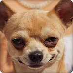 Cute Chihuahua Wallpapers HD Apk