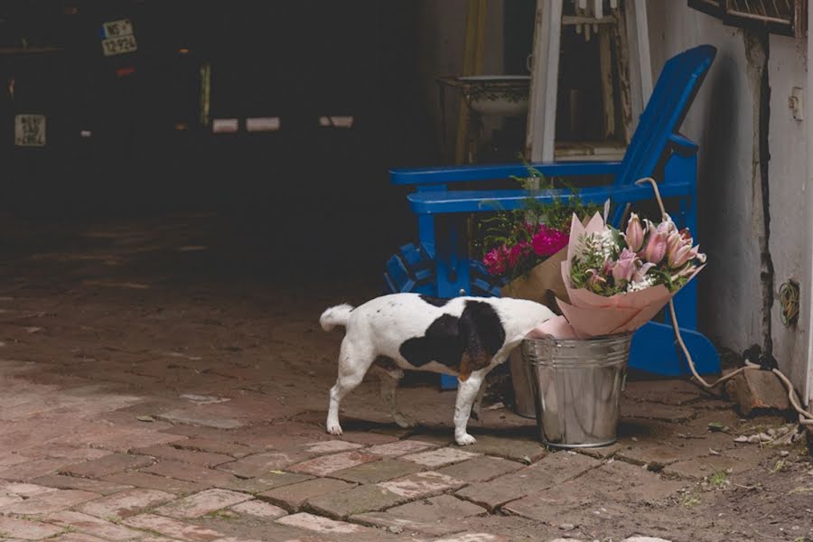 Wedding photographer Ivana Todorovic (todorovic). Photo of 22 June 2023