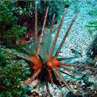 Red Lance Urchin