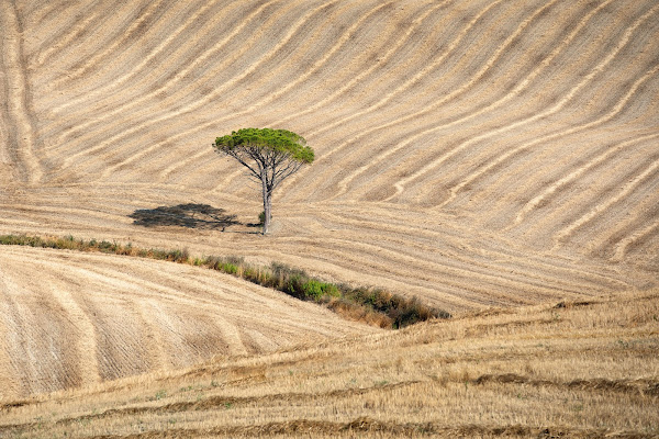 Pino solitario di Simonetti Andrea