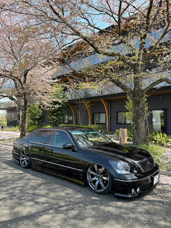 セルシオの桜とコラボ・洗車・目指せPickUpCars・車好きと繋がりたい・サクラと愛車に関するカスタム事例の投稿画像1枚目