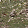 Rio Grande Leopard Frog