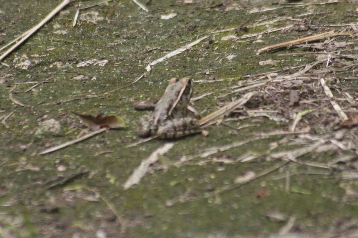 Rio Grande Leopard Frog