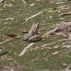 Rio Grande Leopard Frog