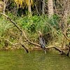 Indian darter