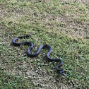 Black Rat Snake