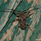 Longhorn Beetle