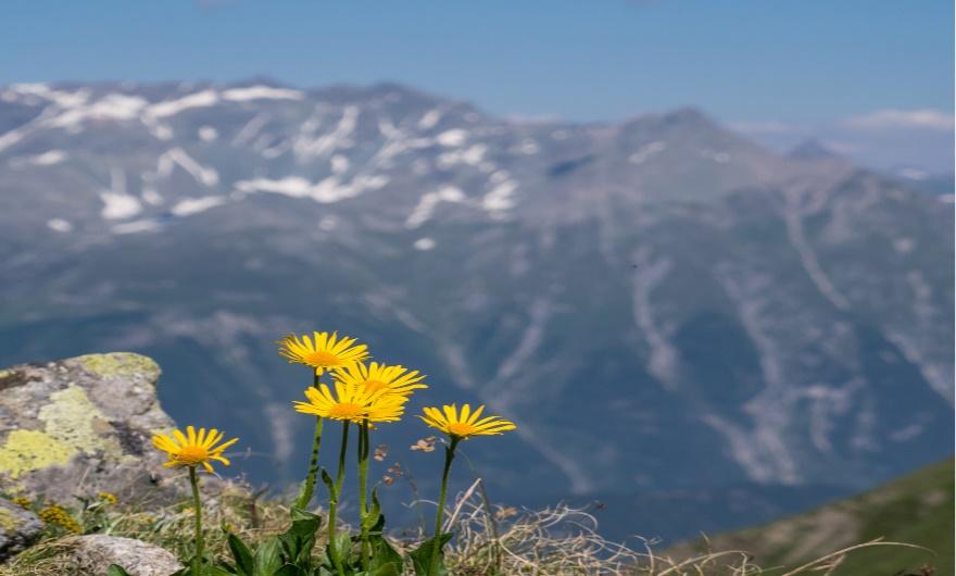 A sunflower with a mountain in the background

Description automatically generated