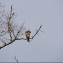 Red-shouldered hawk